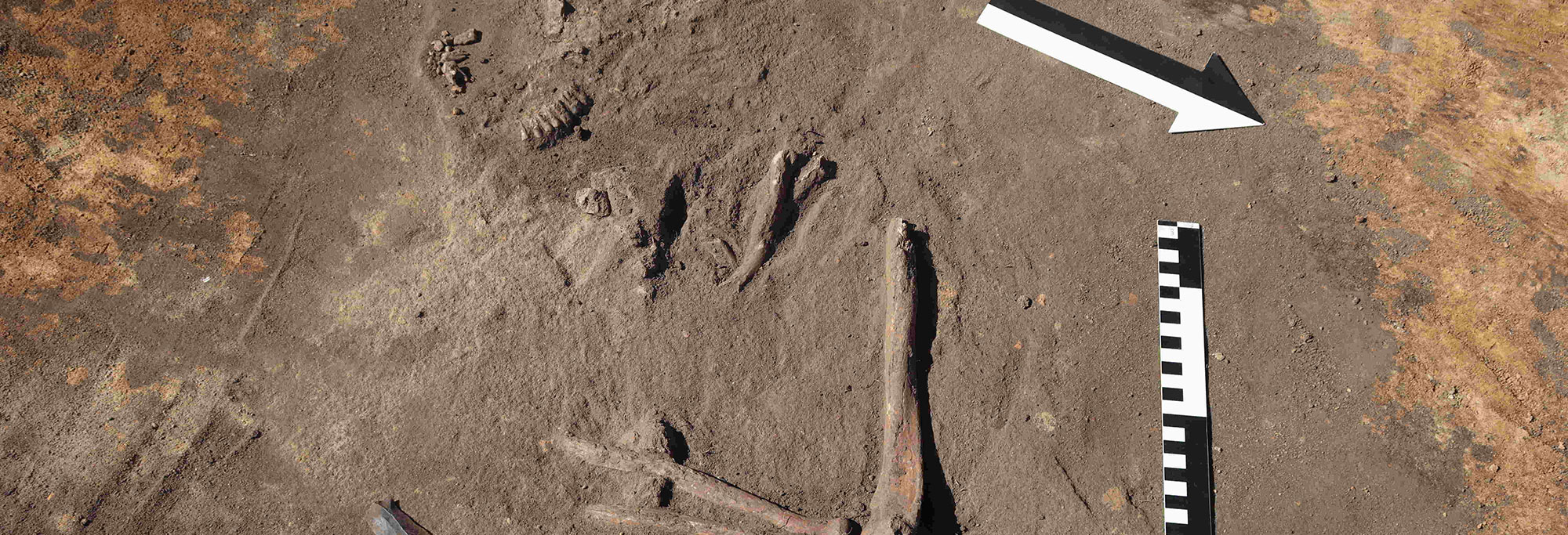 Human bones and teeth excavated in an ancient cemetery near Wroclaw, Poland