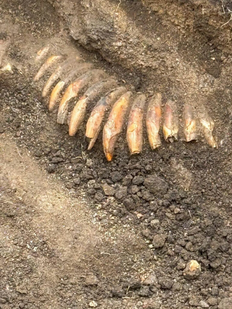 Necklace made of teeth