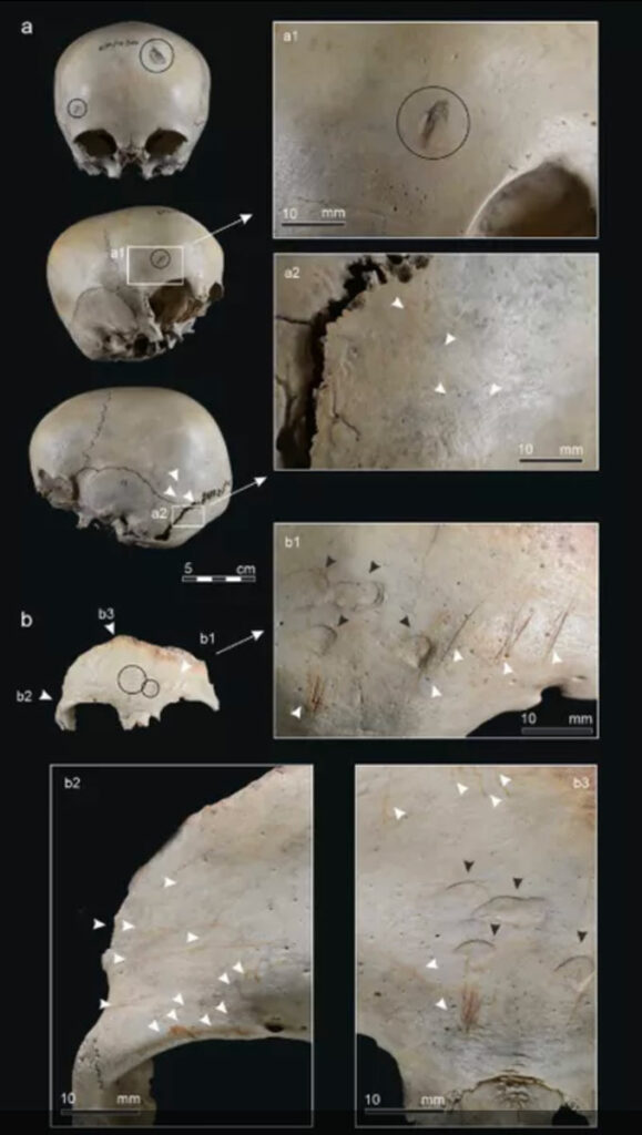 Skull of a child and forehead of an adult from the Malalmuerzo Cave with injuries and flaying marks
