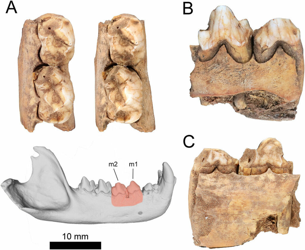 Different views of Tasmanian devil teeth