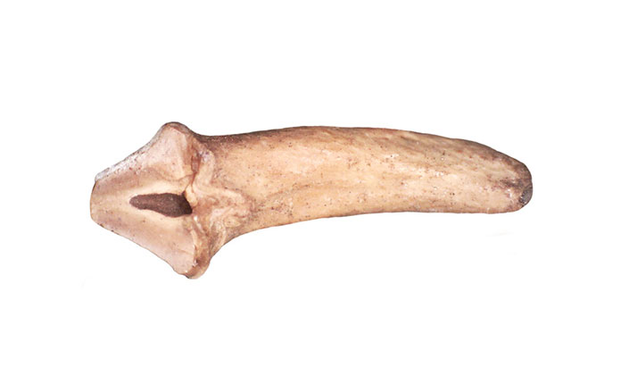 Tasmanian devil tooth