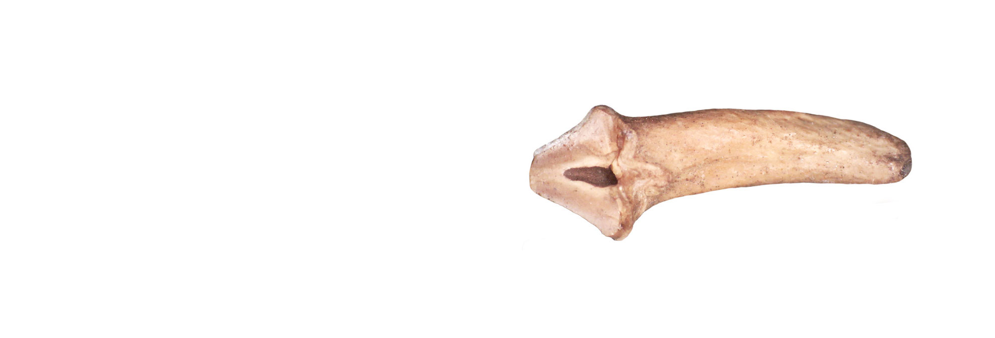 Tasmanian devil tooth