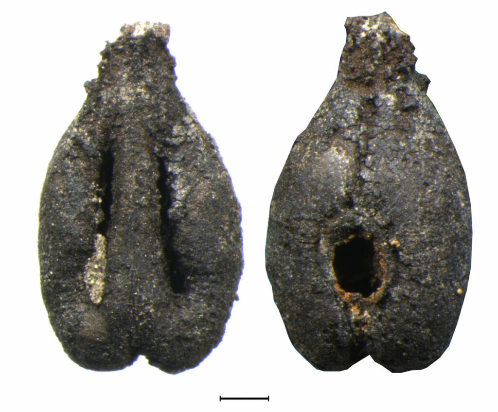 Grape seeds