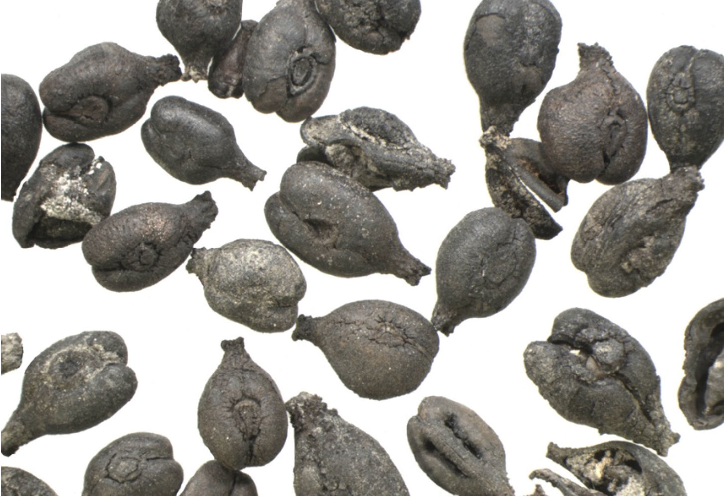 Grape seeds