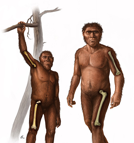Drawing of Australopithecus