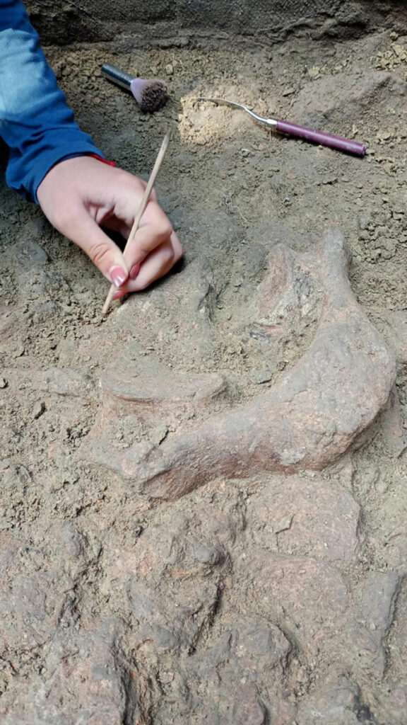 Archaeologist cleaning an in situ gomphothere bone fragment