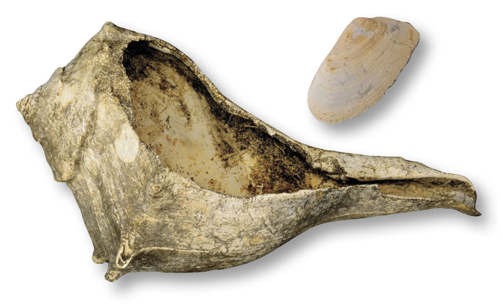 A coquina clamshell (top) and a lightning whelk&ndash;shell cup (above) were found at Canaveral's Burns Site, which was occupied beginning in the twelfth century.