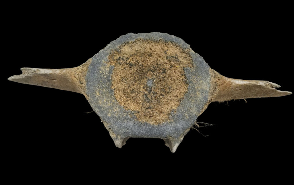 Fossilized whale vertebra