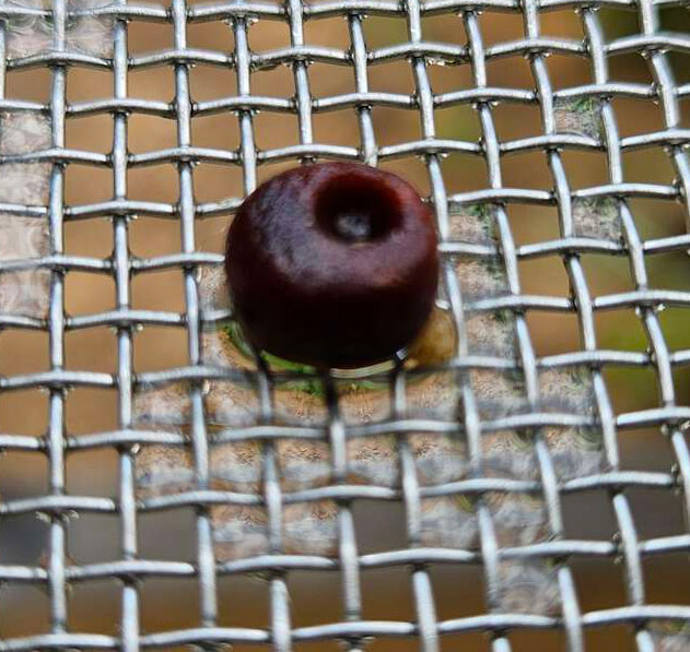 Amber bead
