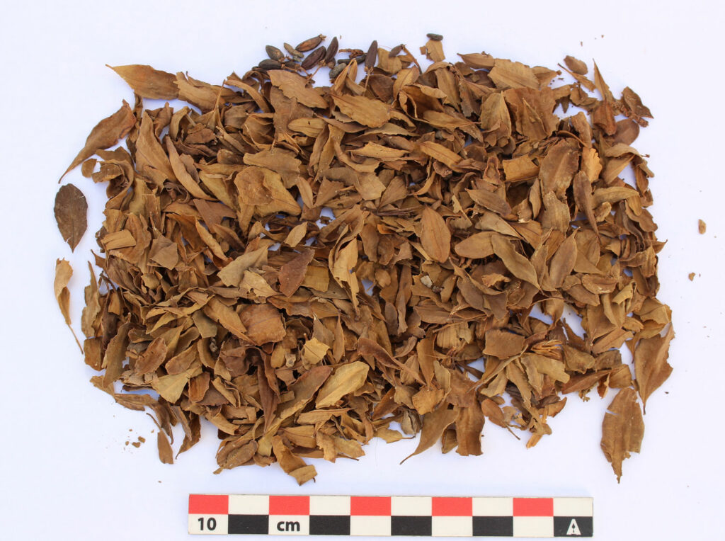Coca leaves