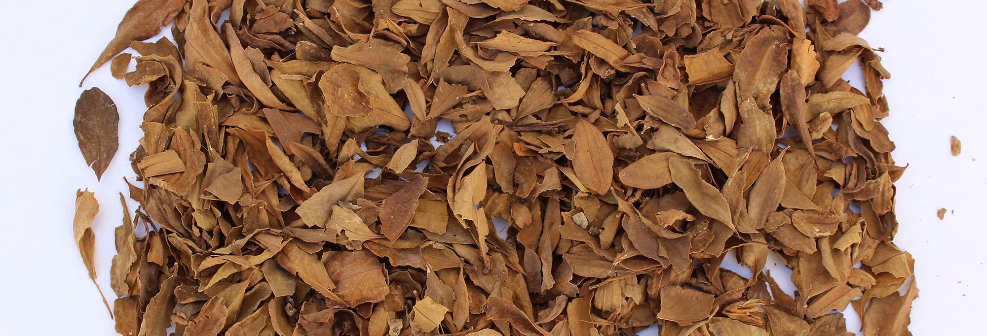 Coca leaves