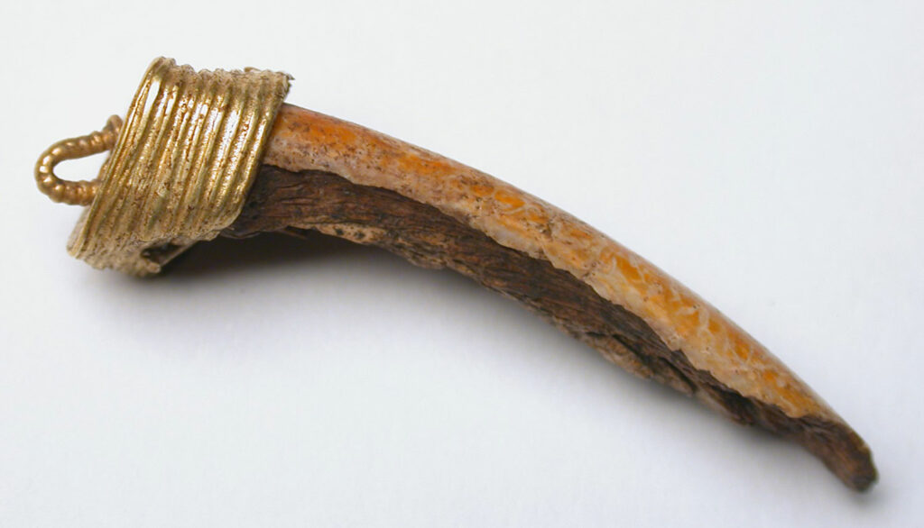 Pendant fashioned from beaver tooth and gold