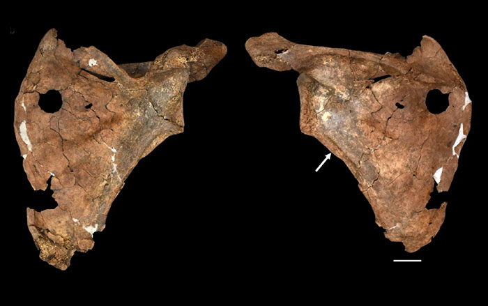 Neanderthal scapula