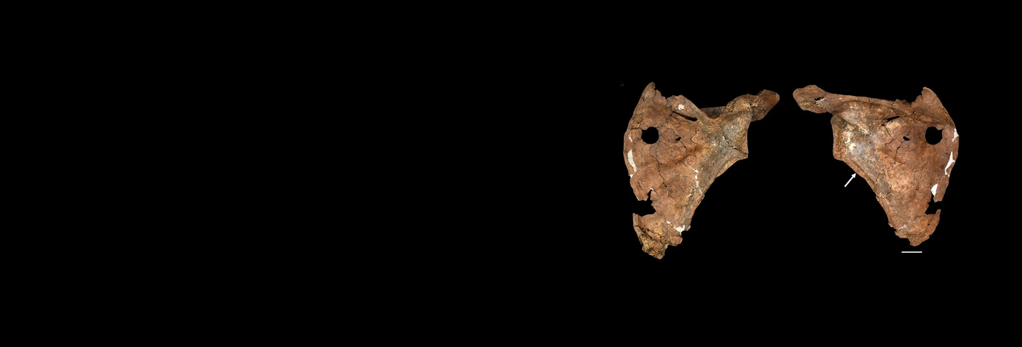 Neanderthal scapula